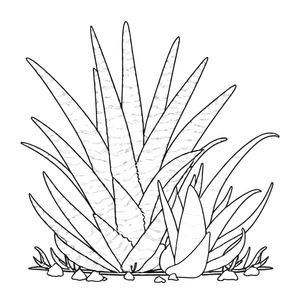 Página para Colorir de Aloe