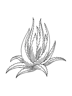 Página para Colorir Aloe Free