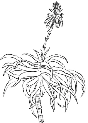 Página para Colorir Aloe Krantz