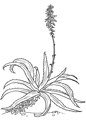 Foto de Aloe