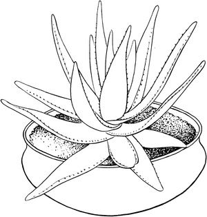 Página para Colorir Página para Colorir de Planta de Aloe