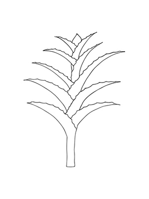 Planta de Aloe