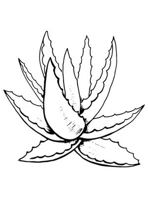 Página para Colorir de Aloe Vera