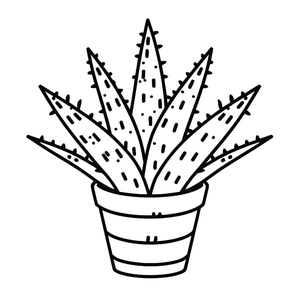 Planta de Aloe Vera em Vaso