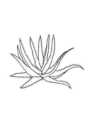 Página para Colorir Planta de Aloe Vera