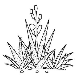 Página para Colorir de Aloes