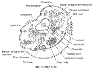 Anatomia de uma Célula Humana