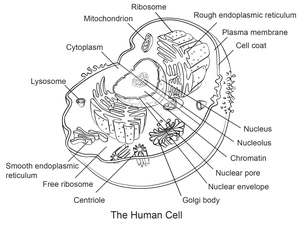 Página para Colorir Anatomia de uma Célula Humana