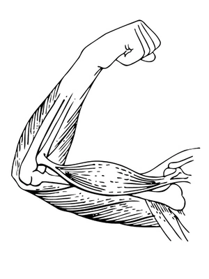 Página para Colorir Anatomia dos Músculos da Mão
