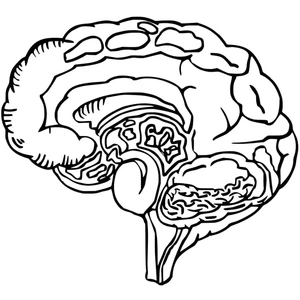 Página para Colorir Anatomia do Cérebro
