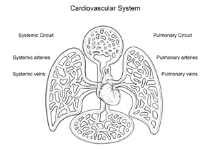 Anatomia do Sistema Cardiovascular