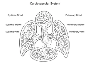 Página para Colorir Anatomia do Sistema Cardiovascular