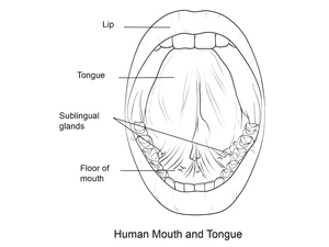 Página para Colorir Anatomia da Boca e da Língua