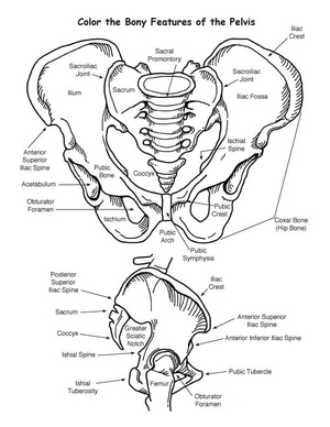 Anatomia da Pelve