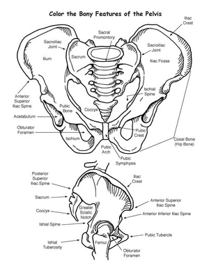 Página para Colorir Anatomia da Pelve