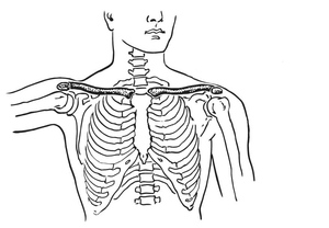 Anatomia da Caixa Torácica