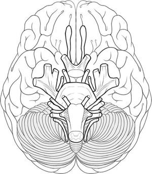 Anatomia do Cérebro