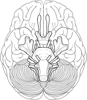 Página para Colorir Anatomia do Cérebro