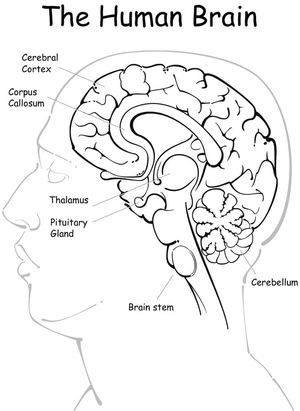 Anatomia