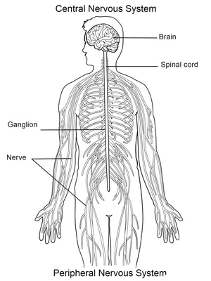 Página para Colorir Cérebro e Medula Espinhal Humanos