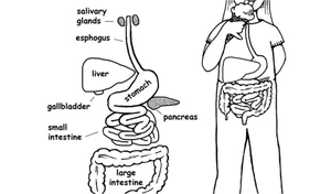 Página para Colorir Página para Colorir de Anatomia para Imprimir