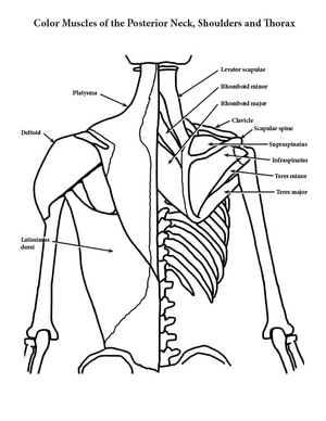Página para Colorir Anatomia para Imprimir