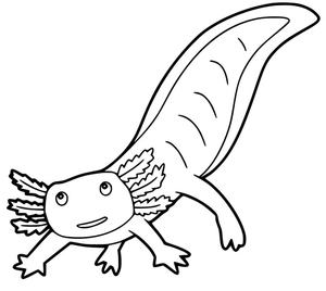 Axolote na Natureza