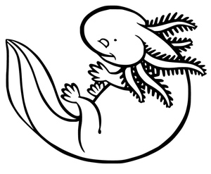 Página para Colorir de Axolote para Imprimir