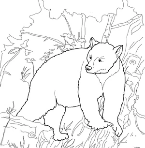 Página para Colorir Página para Colorir de Urso