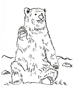 Urso-pardo Sentado