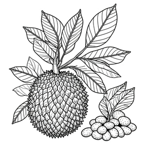 Página para Colorir de Fruta-Pão para Crianças - Para Imprimir