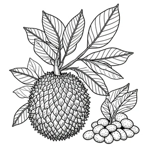 Página para Colorir Página para Colorir de Fruta-Pão para Crianças - Para Imprimir