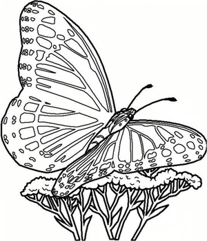 Página para Colorir Uma Borboleta Bonita