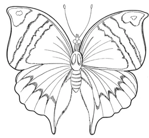 Página para Colorir Ilustração de borboleta