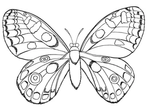 Página para Colorir Borboleta em seu estado natural