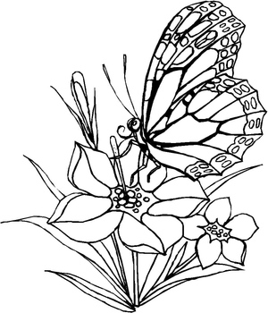 Borboleta Dois