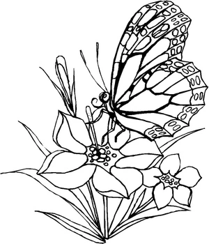 Página para Colorir Borboleta Dois