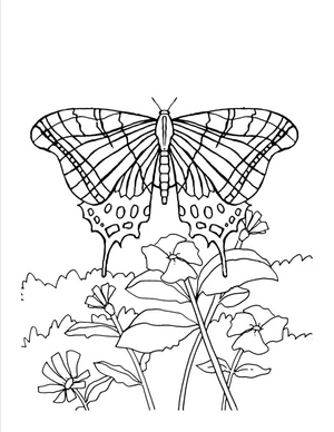 Página para Colorir Jardim das Borboletas e Flores