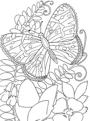 Página para Colorir Borboleta Gigante