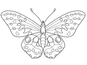 Borboleta Bonita