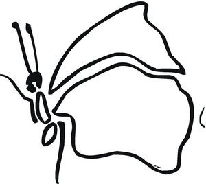 Estampa de Borboleta para Imprimir