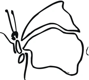 Página para Colorir Estampa de Borboleta para Imprimir