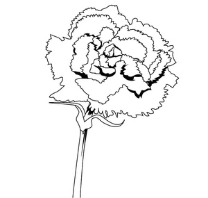 Página para Colorir Página para Colorir Cravo