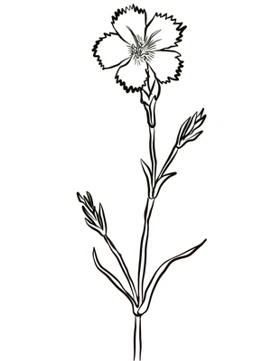 Página para Colorir Design de Cravo