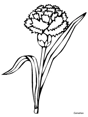 Página para Colorir Cravo em Flor