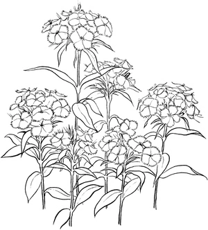 Página para Colorir Jardim das Cravinas