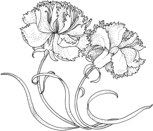 Ilustração de Cravos