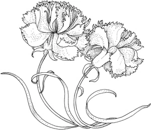 Página para Colorir Ilustração de Cravos