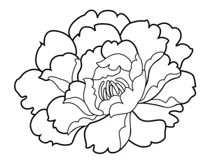 Página para Colorir Desenho de Cravo para Imprimir