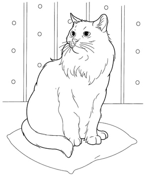 Gato